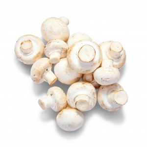 Start Your Mushroom Journey Right with High-Quality Mushroom Spawns