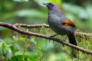 The Best Vietnam Herping Tours and Destinations: A Guide for Wildlife Enthusiasts