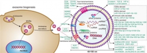 New Range of Kits for Advanced Exosome Labeling & Purification