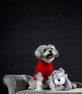The Best Dog Beds for Every Size—With a Special Focus on Small Dog Beds