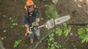 How Can I Prevent the Need for Tree Removal Auckland?