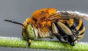 What To Do If You See a Bee Swarm in Your Yard