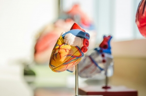 What’s Really Going on With Your Heart? The Truth About Echocardiograms