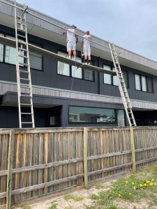 Painters Casuarina