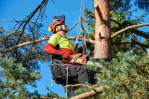 Top Notch Tree Service - A Complete Arborist Guide