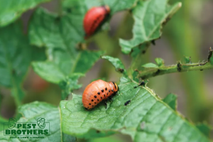 Customized Pest Control in Hialeah, FL: How Pest Brothers, Inc. Protects Your Property Inside and Out