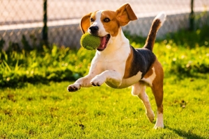 10 Tips to Keep Your Pet Happy and Healthy This Summer (2025)