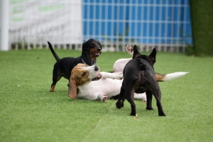 Is my dog safe and comfortable during their stay?  