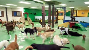 Pet Hostel Market Size, Share, and Future Growth Prospects to 2032