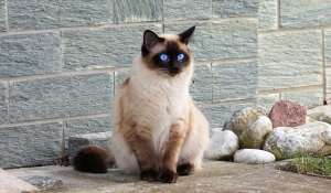 Siamese Cat Breeds: List, Pictures, Prices & Best Picks