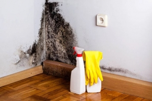 When Is Mold Remediation Required?