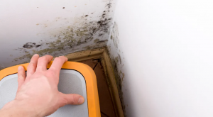 Why Mold Testing Redondo Beach is Essential for a Safe and Healthy Home