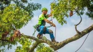 Ultimate Guide to Tree Care Services: Keep Your Trees Healthy & Happy