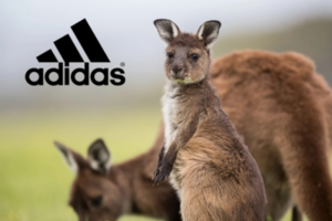 Adidas Ends Use of Kangaroo Leather Following Global Advocacy Campaign