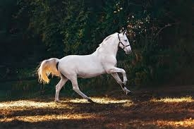Discover the Ultimate Adventure with Hiking, Trekking & Horse Riding Tours