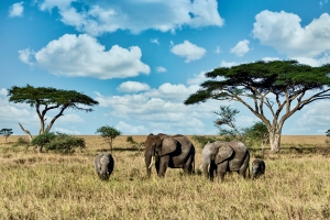 Explore the Wild: Best Tanzania Safari Travel Packages for 2025