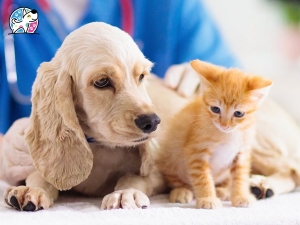 How Pet Services in Ballwin Handle Medical Emergencies?