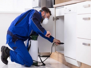 Effective Pest Control & Bed Bug Treatment Solutions in Pakistan – Safe & Guaranteed