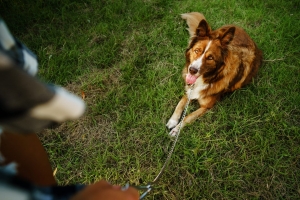 10 Dog Boarding and Training Benefits in One Trusted Location