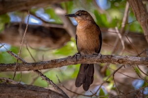 Discover the Wild Side of Panama with Tranquilo Bay