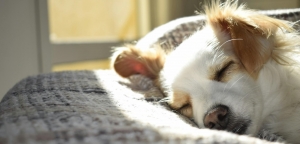 Qué hacer si tu mascota sufre una lesión durante el paseo
