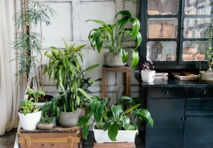Grow With Confidence: Gardening Tips for Newbies