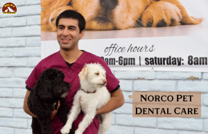 Pet Not Eating In Summer? Here’s What You Need To Know
