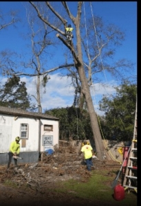 Clearing the Remnants: The Art and Science of Stump Removal in Augusta