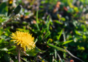 Lawn Disease Control Tips That Save Grass