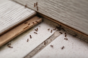 Protect Your Property with Expert Pest Control Services in Milton, MA