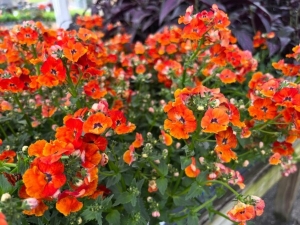 Celebrate Autumn at the Heritage Fall Festival & Discover the Best Small Potted Plants Indoor in Muttontown