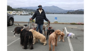 Can Group Dog Walking Boost Your Dog’s Social Skills?