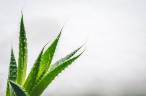 Global Aloe Vera Extract Market to Reach $7.3 Billion by 2033: Key Growth Drivers and Fore
