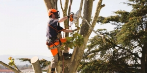 Reliable Tree Trimming & Maintenance Services in Preston Hollow, TX
