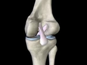 Anterior Cruciate Ligament Injuries Market Growth Driven by Sports Injuries
