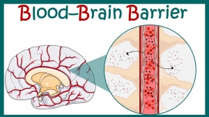 Global Blood Brain Barrier Market to Grow at Highest Pace Owing to Novel Drug Delivery Advances