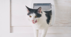 Energy-Efficient Pet Doors to Lower Your Heating Bill