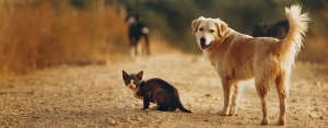 Discover Top-Quality Pet Grooming in Kolkata with Pet Groomly