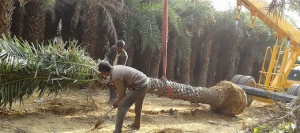 Top Washingtonia Tree Supplier in Riyadh | Premium Landscaping Trees