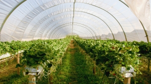 Cost Analysis for Setting up a Greenhouse Manufacturing Plant | Report by IMARC Group