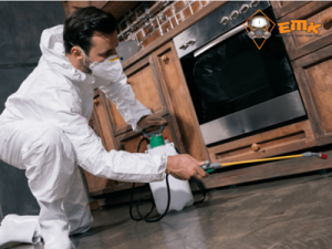Trusted Termite Treatment Sydney for Peace of Mind