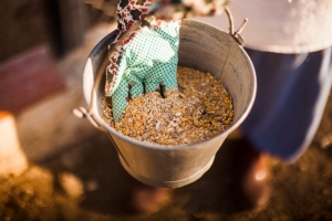Global Poultry Feed Market to Reach $232.7 Billion by 2033: Key Growth Drivers and Trends