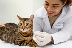 cat health insurance plans