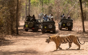 12 Reasons to Take a Wildlife and Heritage Tour in Rajasthan