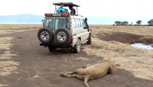 How to Plan a Safari in Tanzania & Kenya