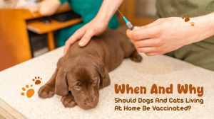 When And Why Should Dogs And Cats Living At Home Be Vaccinated?- Tailsway