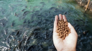 Floating Fish Feed Market is Estimated to Witness Growth Owing to Aquaculture