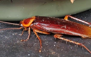 Cockroach Termination in Canada: Keeping Homes Safe and Clean