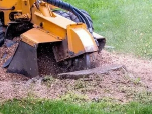 Stump Grinding in Arlington VA: Transform Your Yard with Ruman Tree Services