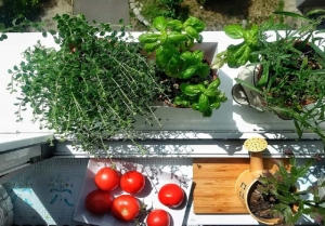 Kitchen Gardening Made Easy: 10 Best Plants to Grow at Home in India